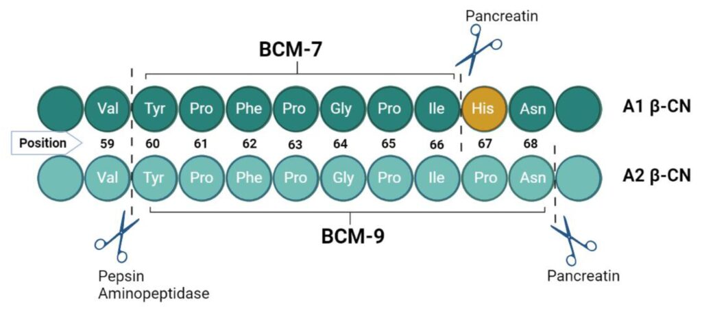 BMC-7, BMC-9